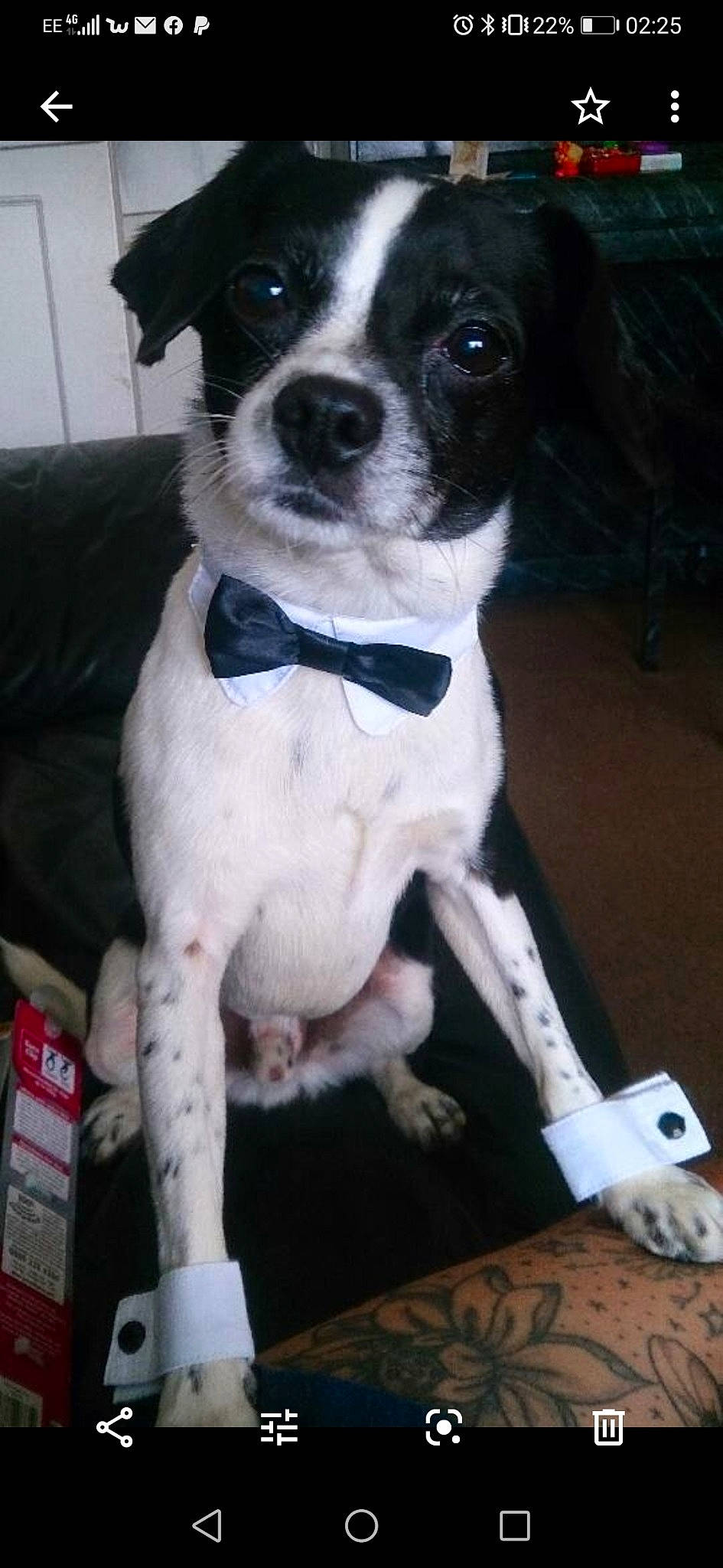 Buster joined the competition — help win amazing prizes! canidae, carnivore, companion_dog, danish_swedish_farmdog, dog, dog_breed, feist, mammal, pointer, puppy, rare_breed_dog, rat_terrier, snout, sporting_group, vertebrate