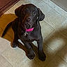 puppy, dog, labrador, chocolate_labrador, pet, collar, pink_collar, floor, tile_floor, indoor, animal, cute, young_dog, sitting, looking_up, domestic_animal, canine, adorable, brown_dog, young_puppy