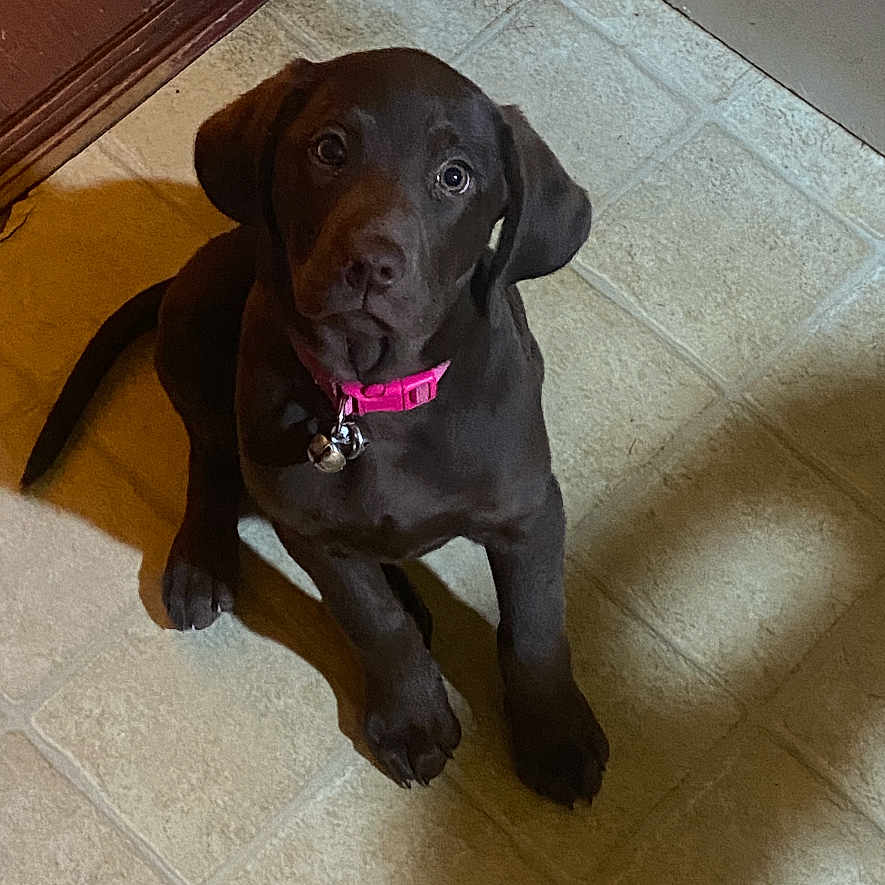 Coco