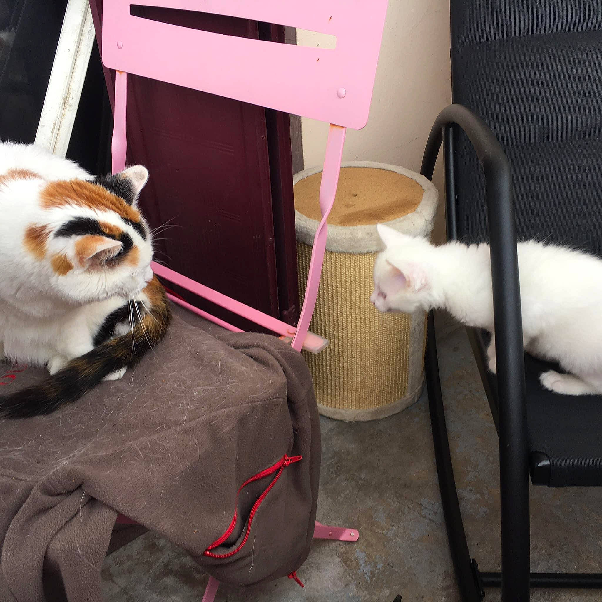 Chance participe au concours pour gagner de l'argent avec cette photo : aegean_cat, animal_shelter, asian, carnivore, cat, european_shorthair, felidae, fur, kitten, small_to_medium_sized_cats, tail, turkish_van, whiskers