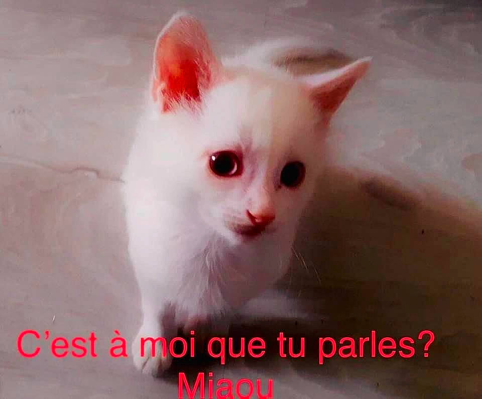 Chance participe au concours pour gagner de l'argent avec cette photo : aegean_cat, american_curl, carnivore, cat, colorpoint_shorthair, domestic_short_haired_cat, eye, felidae, khao_manee, kitten, mammal, nose, photo_caption, small_to_medium_sized_cats, snout, tail, turkish_angora, turkish_van, vertebrate, whiskers