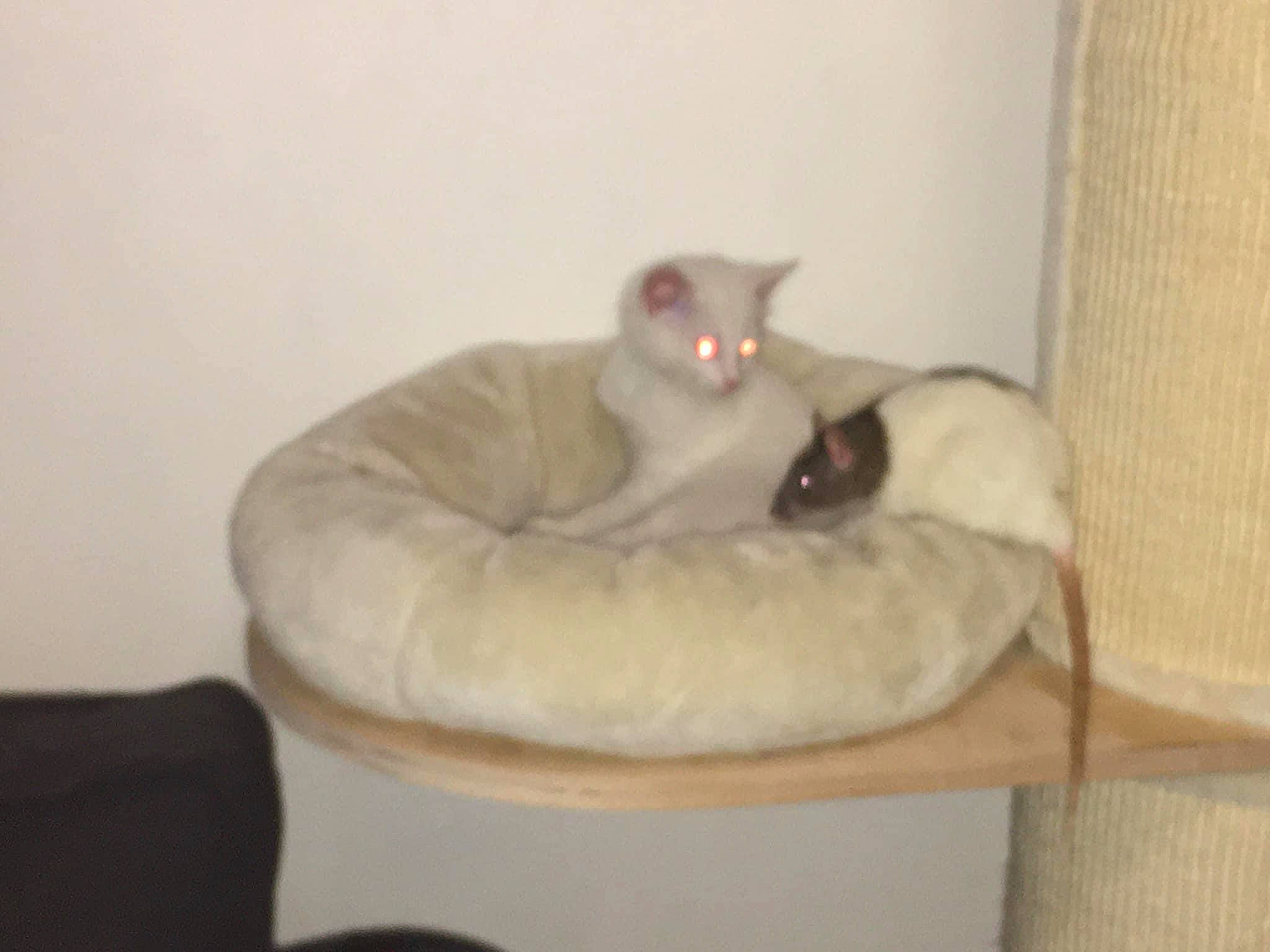 Thelma Et Louise participe au concours pour gagner de l'argent avec cette photo : carnivore, cat, cat_bed, comfort, felidae, furniture, kitten, small_to_medium_sized_cats, whiskers