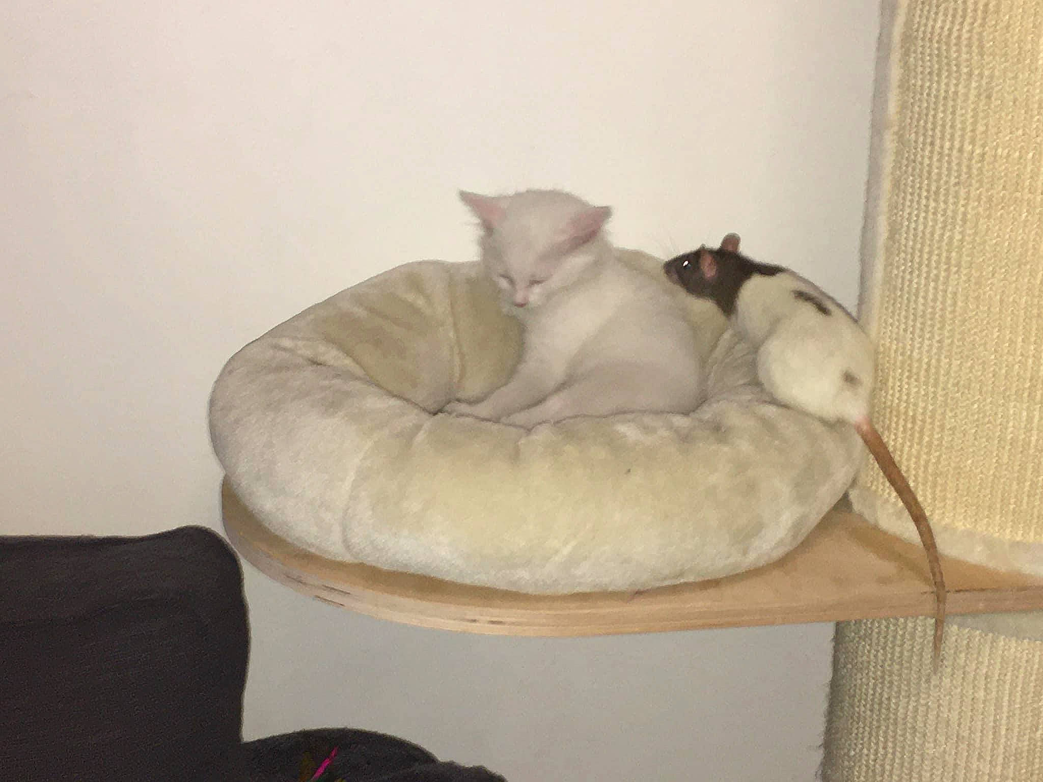 Thelma Et Louise participe au concours pour gagner de l'argent avec cette photo : carnivore, cat, cat_bed, cat_supply, comfort, dog_bed, fawn, felidae, furniture, kitten, pet_supply, small_to_medium_sized_cats, tail