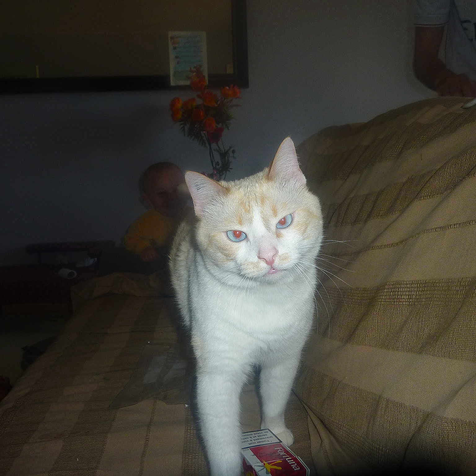 Coquin a rejoint le concours — aidez-le/la à gagner de superbes lots !