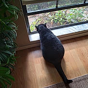 Lucy joined the competition — help win amazing prizes! animal, cat, curiosity, daylight, domestic, feline, flooring, gazing, gray_cat, home, indoor, leafy_plant, mesh_screen, nature, pet, plant, quiet, still_life, window, wooden_floor