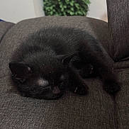 Lumy is registered to the contest to win money with this photo: cat, black_cat, sleeping, sofa, couch, pet, indoor, nap, fur, paws, ears, whiskers, cozy, curled_up, fabric_texture, home_interior, plant, closeup, relaxing, domestic_cat