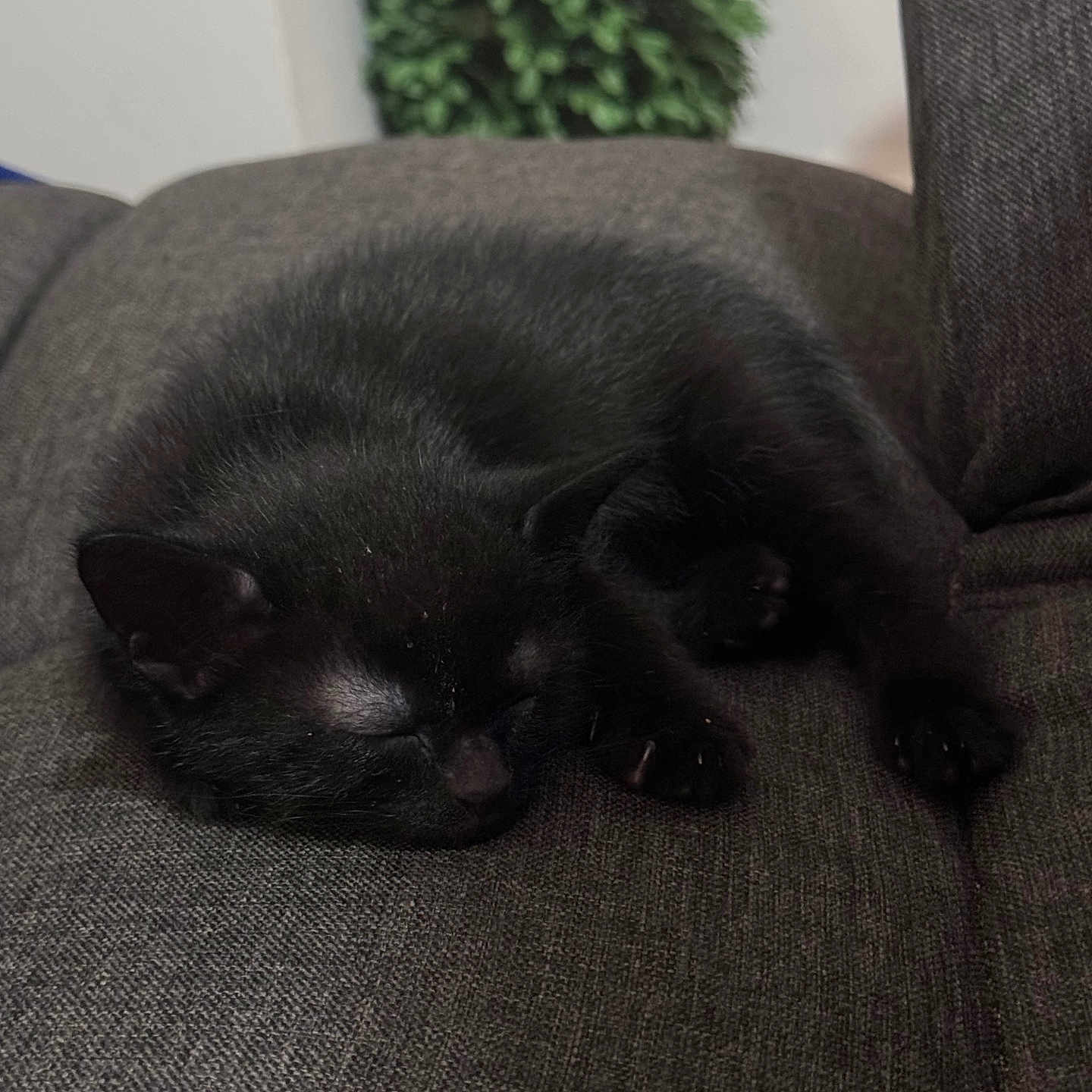 Lumy is registered to the contest to win money with this photo: black_cat, cat, closeup, couch, cozy, curled_up, domestic_cat, ears, fabric_texture, fur, home_interior, indoor, nap, paws, pet, plant, relaxing, sleeping, sofa, whiskers