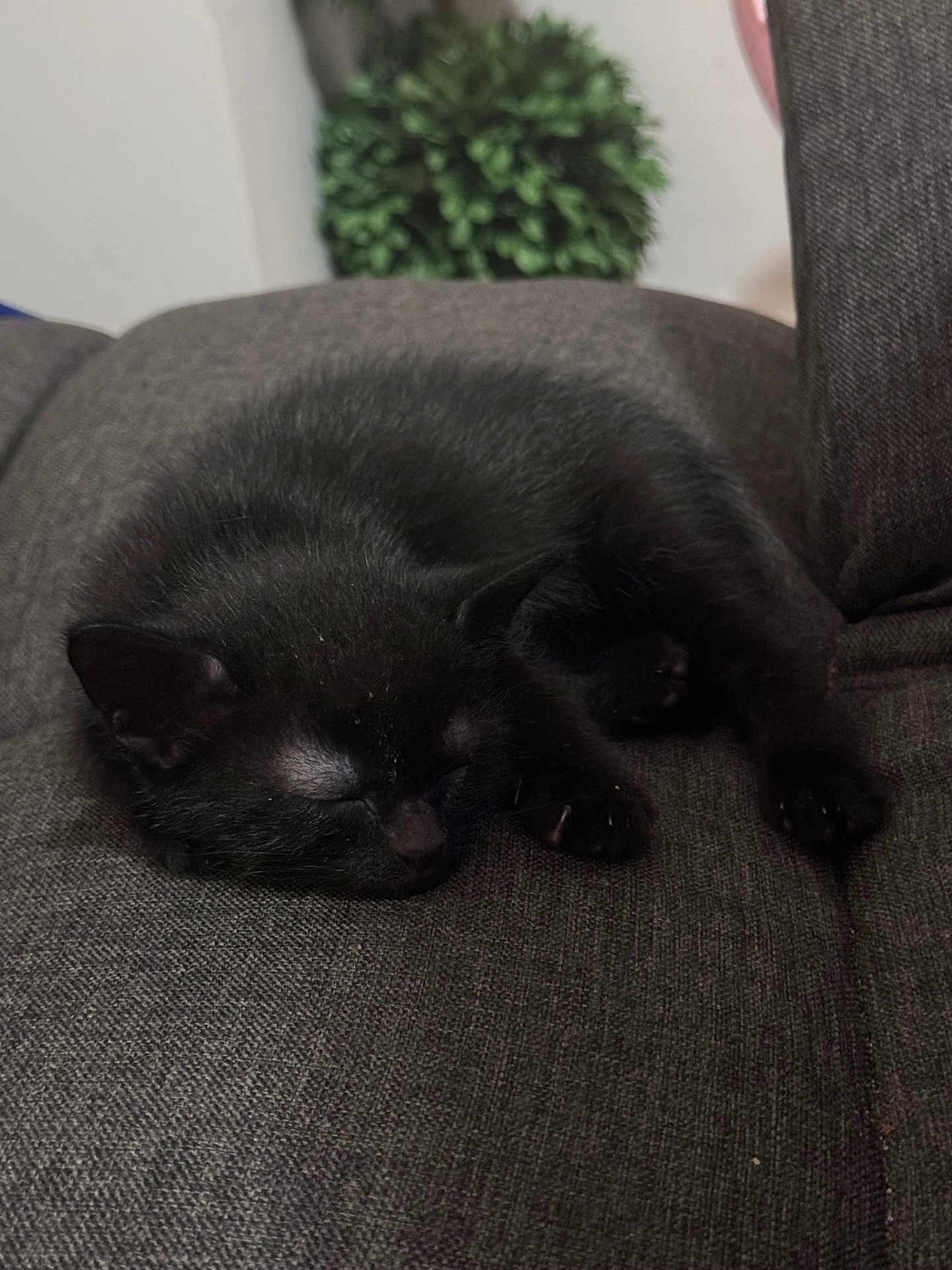 Lumy is registered to the contest to win money with this photo: cat, black_cat, sleeping, sofa, couch, pet, indoor, nap, fur, paws, ears, whiskers, cozy, curled_up, fabric_texture, home_interior, plant, closeup, relaxing, domestic_cat