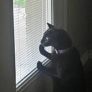 Spooky joined the competition — help win amazing prizes! black_cat, cat, window, blinds, collar, indoor, curious, pet, animal, feline, looking_out, side_view, daylight, home, quiet, shadow, silhouette, paw, glass, nature_outside