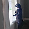 Spooky is registered to the contest to win money with this photo: black_cat, cat, indoor, window, blinds, curious, collar, pet, standing, side_view, looking_out, domestic_cat, feline, animal, home, quiet, alert, shadow, light, floor