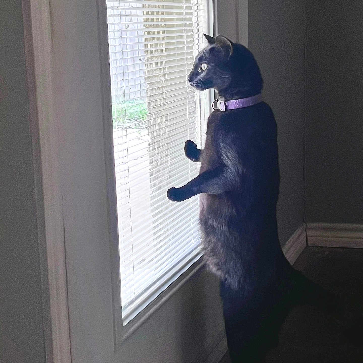 Spooky is registered to the contest to win money with this photo: black_cat, cat, indoor, window, blinds, curious, collar, pet, standing, side_view, looking_out, domestic_cat, feline, animal, home, quiet, alert, shadow, light, floor