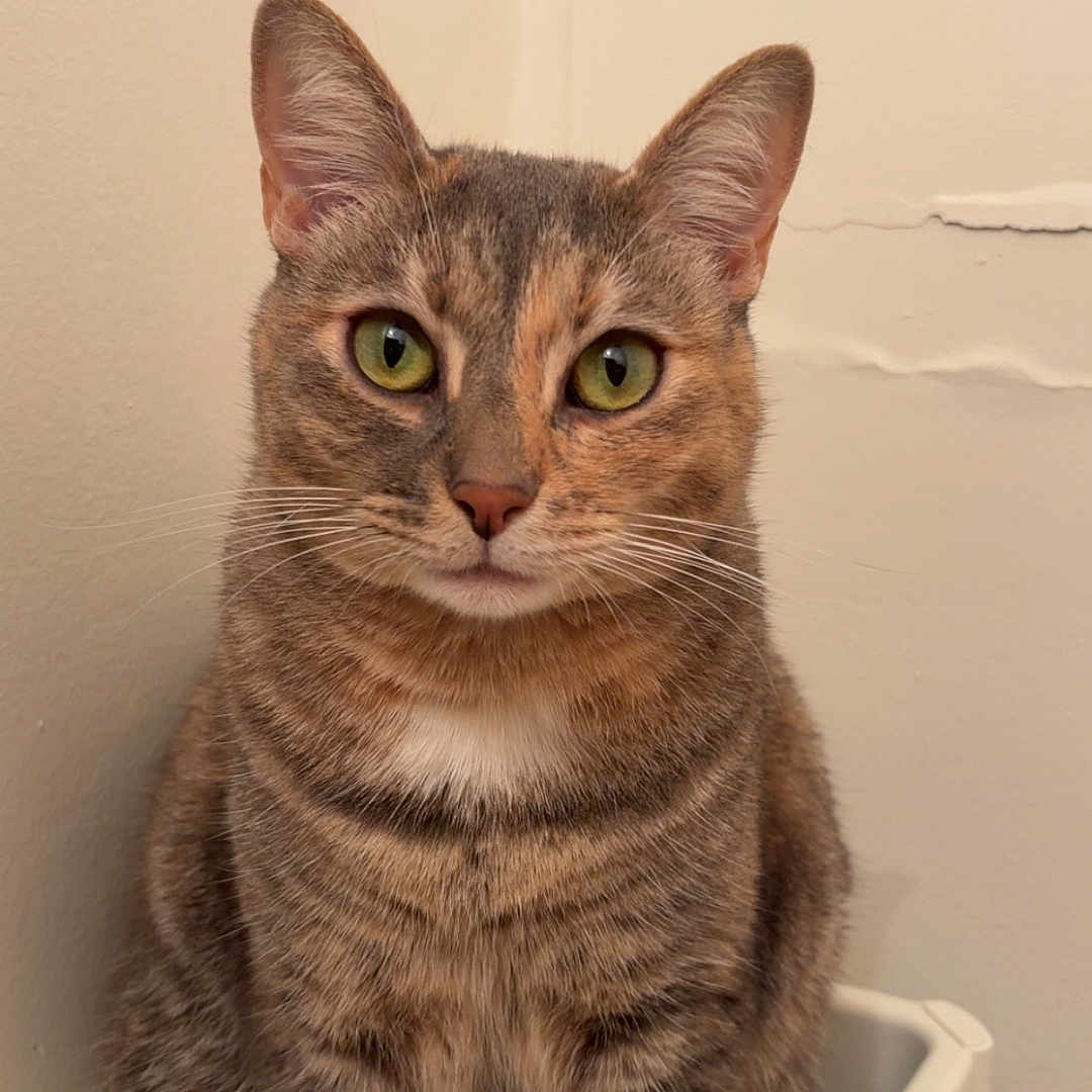 Lylou a rejoint le concours — aidez-le/la à gagner de superbes lots ! cat, tabby, green_eyes, pet, animal, feline, sitting, indoor, shelf, fur, whiskers, ears, portrait, looking_at_camera, domestic_cat, cute, striped, close_up, calm, wall