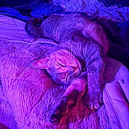 Lylou participe au concours pour gagner de l'argent avec cette photo : cat, sleeping, blanket, bed, fur, relaxed, indoor, pet, cozy, purple_light, pink_light, soft_texture, resting, animal, whiskers, paw, cute, feline, comfort, napping