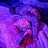 cat, sleeping, blanket, bed, fur, relaxed, indoor, pet, cozy, purple_light, pink_light, soft_texture, resting, animal, whiskers, paw, cute, feline, comfort, napping