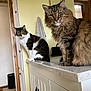 animal_portrait, bathroom, brown_fur, cabinet, cat, countertop, curious, domestic_animal, feline, fur, home, indoor, mirror, pet, relaxed, seated, tabby_cat, two_animals, whiskers, white_fur
