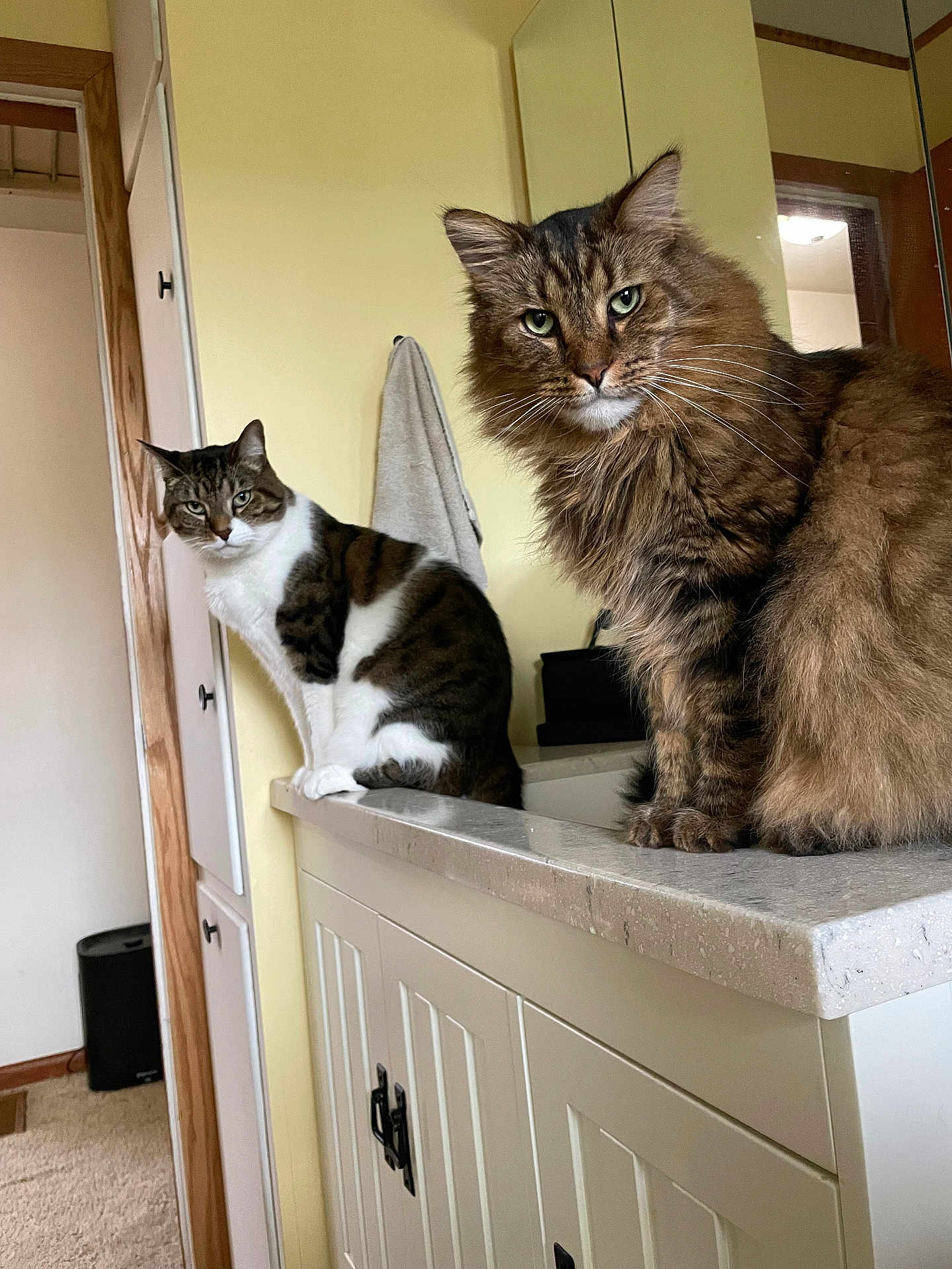 Tom And Oliver joined the competition — help win amazing prizes! animal_portrait, bathroom, brown_fur, cabinet, cat, countertop, curious, domestic_animal, feline, fur, home, indoor, mirror, pet, relaxed, seated, tabby_cat, two_animals, whiskers, white_fur
