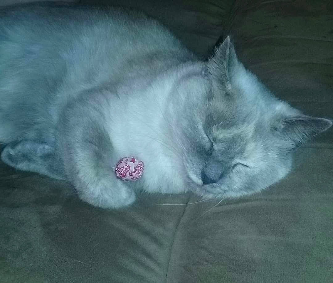 Sophia joined the competition — help win amazing prizes! carnivore, cat, claw, comfort, domestic_short_haired_cat, ear, fang, felidae, fur, grey, nap, paw, sleep, small_to_medium_sized_cats, snout, tail, terrestrial_animal, whiskers