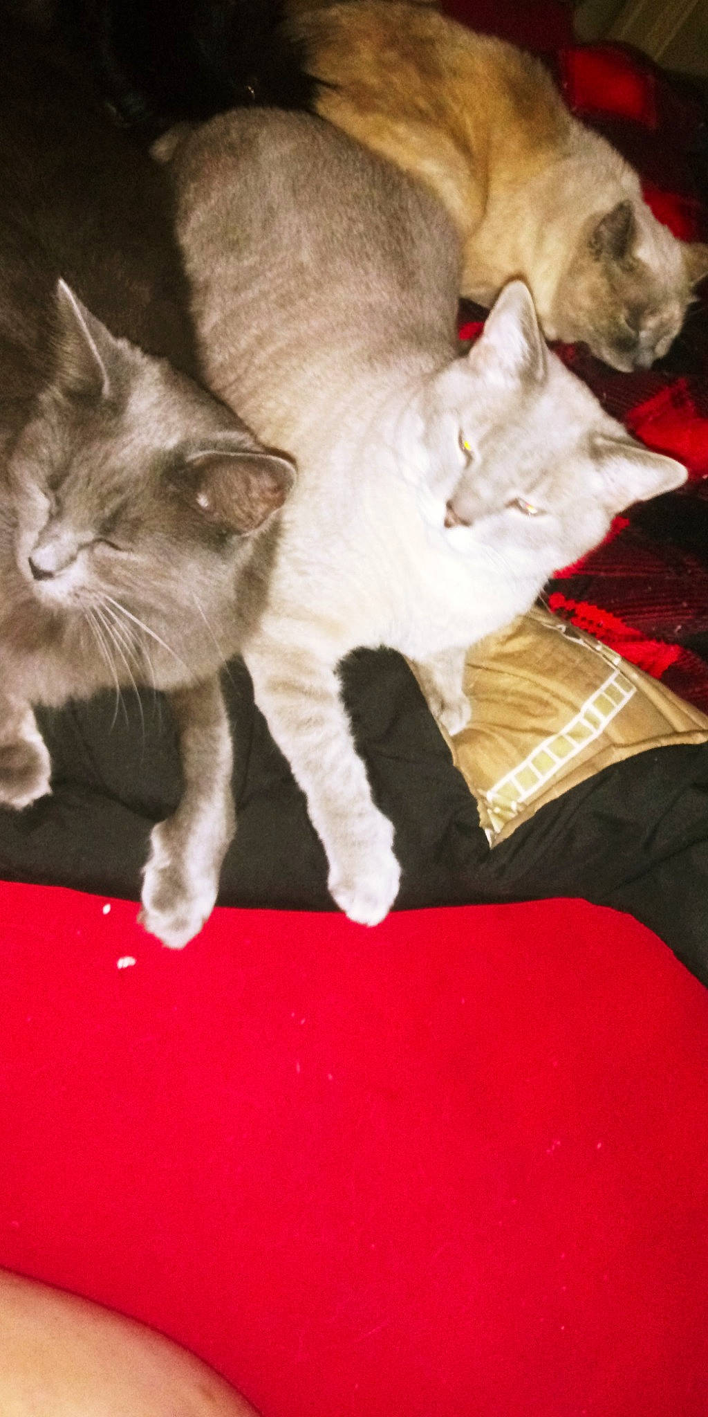 Sophia joined the competition — help win amazing prizes! carnivore, cat, cat_supply, cat_toy, claw, comfort, domestic_short_haired_cat, fawn, felidae, foot, fur, paw, sitting, small_to_medium_sized_cats, snout, tail, whiskers