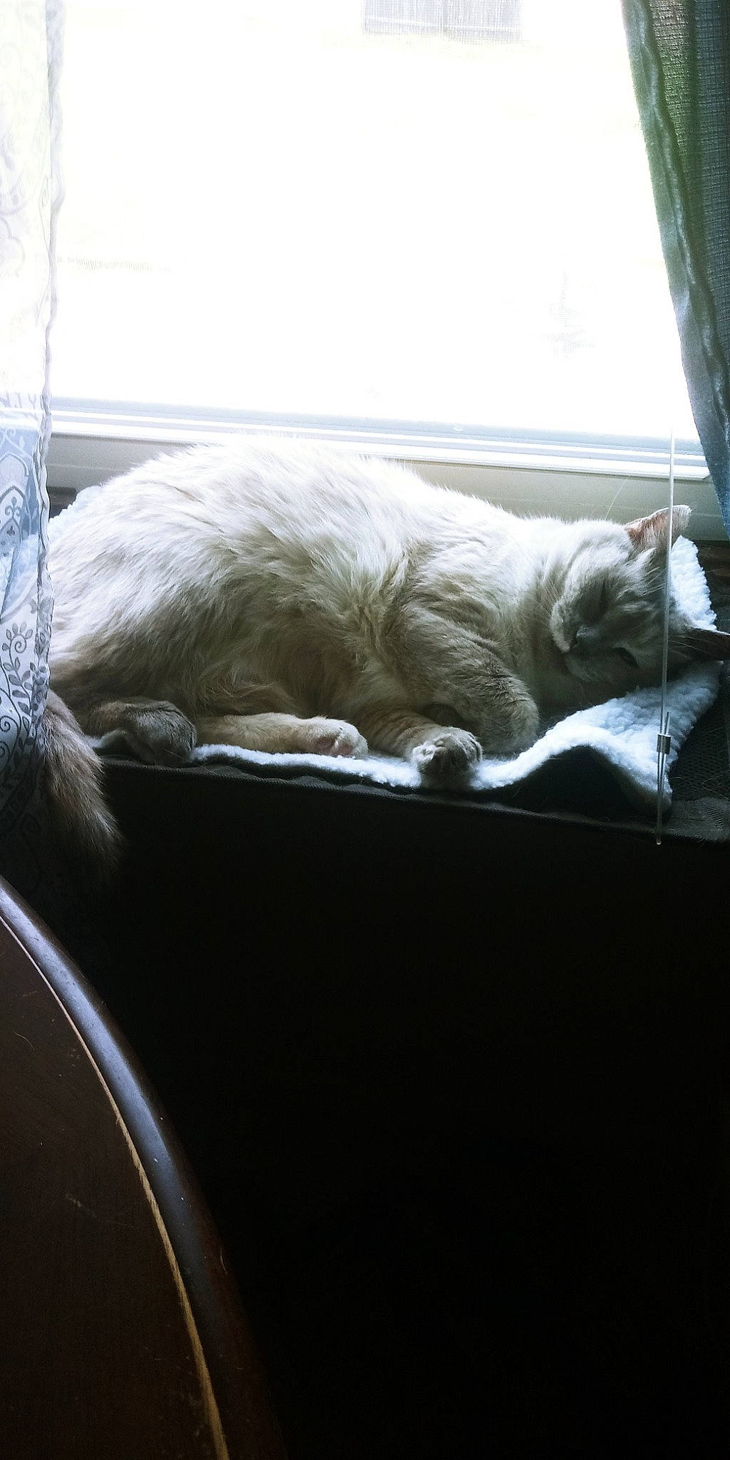 Sophia joined the competition — help win amazing prizes! bedding, carnivore, cat, comfort, domestic_short_haired_cat, felidae, fur, glass, grey, linens, nap, room, sleep, small_to_medium_sized_cats, snout, tail, tints_and_shades, whiskers, window, windshield