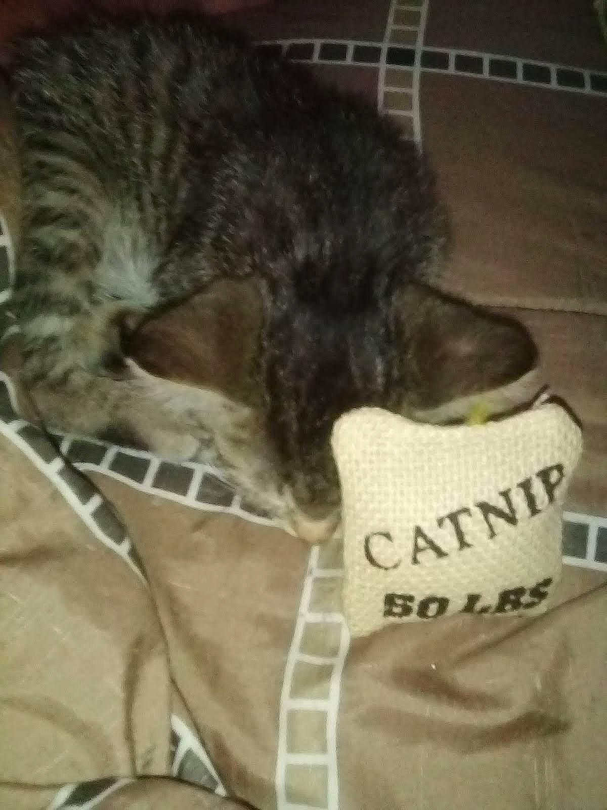 Striker joined the competition — help win amazing prizes! carnivore, cat, claw, comfort, dog_breed, domestic_short_haired_cat, felidae, fur, grey, linens, mammal, military_camouflage, nap, pattern, paw, sleeve, small_to_medium_sized_cats, snout, tail, whiskers