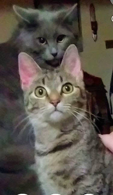 Striker joined the competition — help win amazing prizes! carnivore, cat, curious, domestic_short_haired_cat, door, felidae, fur, iris, photo_caption, photography, russian_blue, small_to_medium_sized_cats, snapshot, snout, terrestrial_animal, whiskers