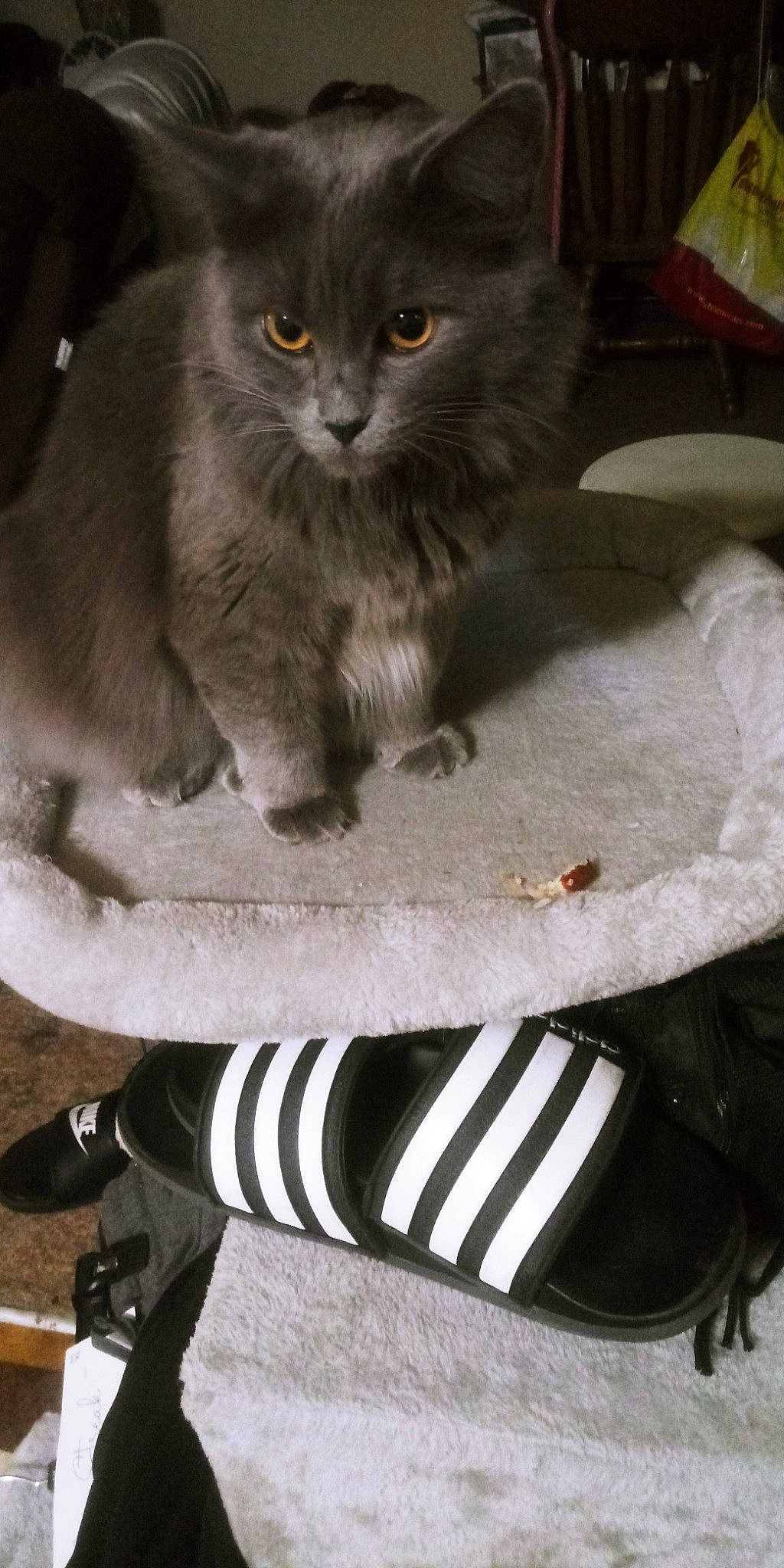 Chubb'S is registered to the contest to win money with this photo: carnivore, cat, cat_supply, claw, domestic_short_haired_cat, fawn, felidae, fur, grey, paw, sitting, small_to_medium_sized_cats, tail, terrestrial_animal, whiskers, white