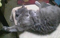 Chubb'S joined the competition — help win amazing prizes! canidae, carnivore, cat, companion_dog, dog_breed, felidae, fur, liver, non_sporting_group, small_to_medium_sized_cats, snout, sporting_group, tail, terrestrial_animal, whiskers, working_animal