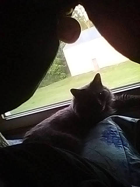 Chubb'S joined the competition — help win amazing prizes! carnivore, cat, cloud, comfort, darkness, domestic_short_haired_cat, felidae, fur, human_leg, linens, sitting, sky, small_to_medium_sized_cats, tail, tints_and_shades, tree, whiskers, window, windshield, wood