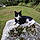 Mr Kitty