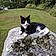 Mr Kitty