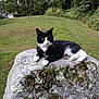 cat, black_and_white_cat, rock, moss, grass, outdoor, nature, tree, animal, pet, feline, resting, greenery, yard, wildlife, mossy_rock, field, calm, relaxed, daylight