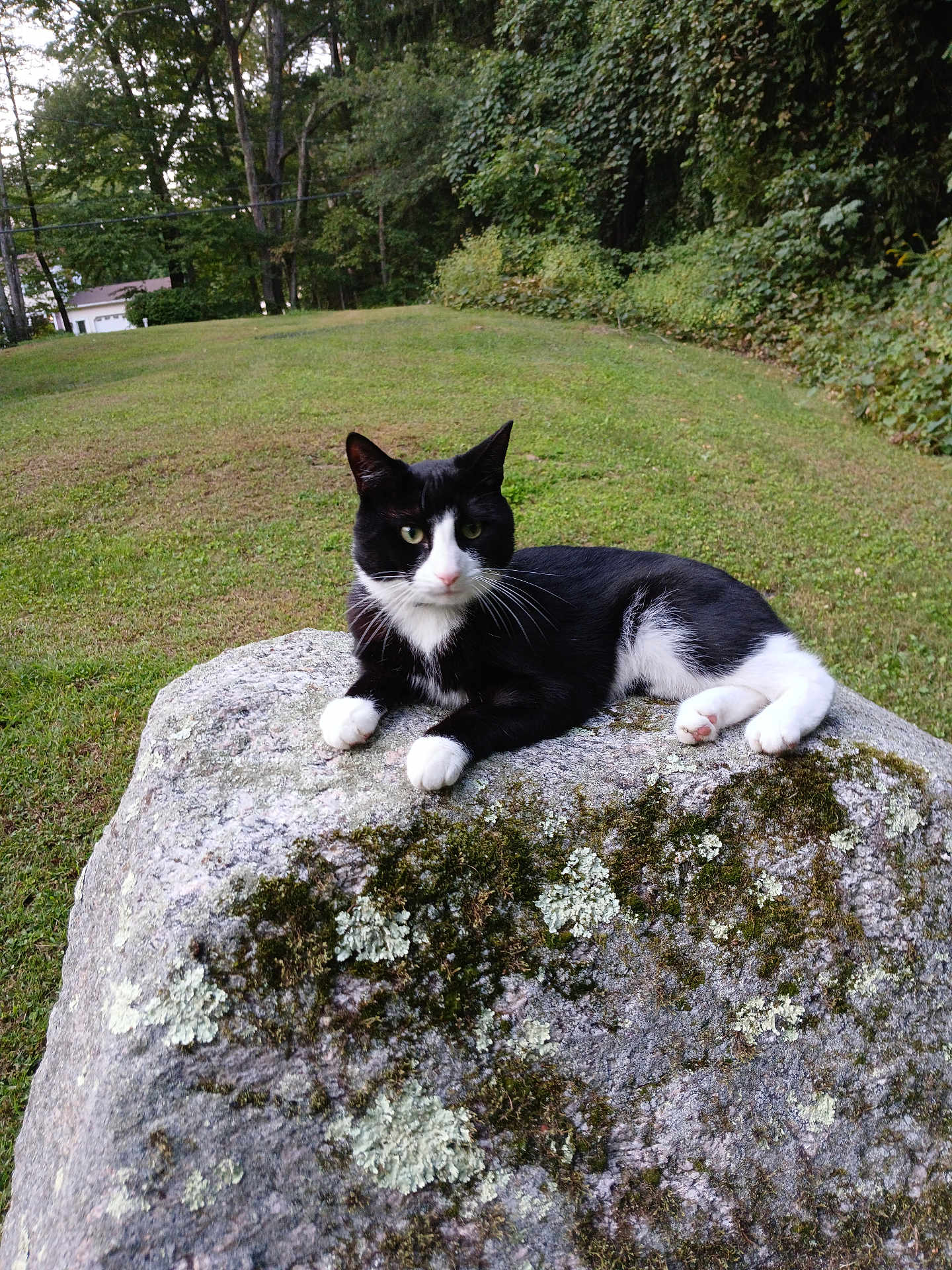 Mr Kitty