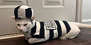 Echo is registered to the contest to win money with this photo: cat, pet, costume, clothing, black_and_white, striped, hat, floor, door, indoors, animal, feline, white_cat, lying_down, looking, domestic, cute, funny, prisoner_outfit, apparel