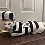 cat, pet, costume, clothing, black_and_white, striped, hat, floor, door, indoors, animal, feline, white_cat, lying_down, looking, domestic, cute, funny, prisoner_outfit, apparel