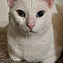 cat, white_cat, heterochromia, close_up, pet, animal, feline, carpet, indoor, mammal, cute, whiskers, ears, fur, portrait, looking, sitting, eyes, pink_nose, calm
