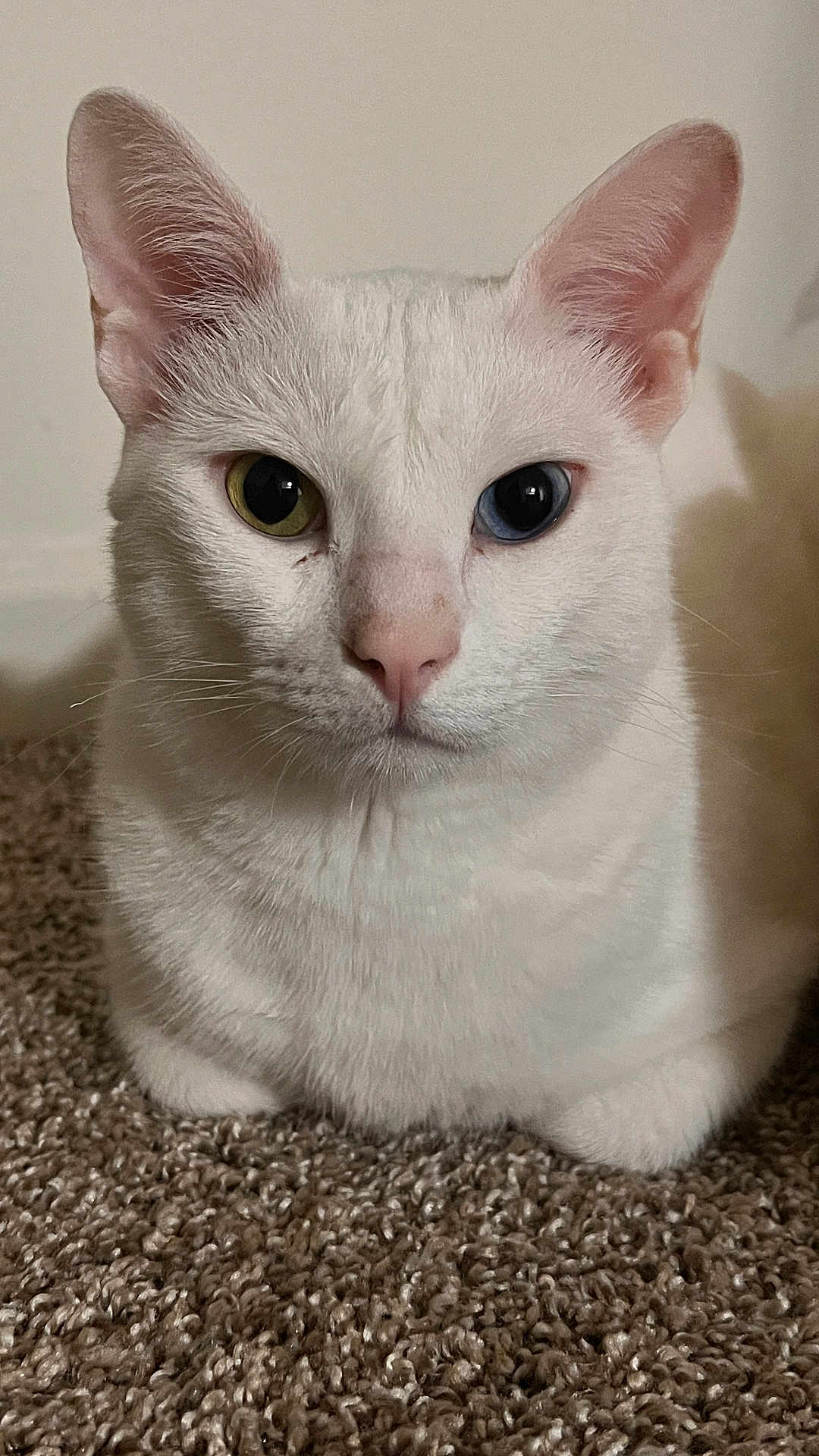 Echo joined the competition — help win amazing prizes! cat, white_cat, heterochromia, close_up, pet, animal, feline, carpet, indoor, mammal, cute, whiskers, ears, fur, portrait, looking, sitting, eyes, pink_nose, calm