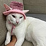 Echo is registered to the contest to win money with this photo: cat, white_cat, heterochromia, pink_hat, crocheted_hat, pet, indoor, couch, furniture, relaxed, animal, fur, ear, paw, human_arm, resting, cute, fashion, cozy, portrait