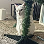 Echo is registered to the contest to win money with this photo: cat, white_cat, heterochromia, indoor, carpet, christmas_tree, artificial_tree, tree_stand, feline, pet, animal, decorations, holiday, floor, home, curious, sitting, closeup, domestic_cat, quiet