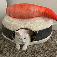 Echo is registered to the contest to win money with this photo: cat, white_cat, pet_bed, plush_pillow, shrimp_pillow, carpet, indoor, cozy, animal, resting_cat, feline, cute_pet, home_interior, soft_texture, carpeted_floor, wall, domestic_animal, relaxing_pet, cute, animal_bed