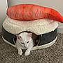 cat, white_cat, pet_bed, plush_pillow, shrimp_pillow, carpet, indoor, cozy, animal, resting_cat, feline, cute_pet, home_interior, soft_texture, carpeted_floor, wall, domestic_animal, relaxing_pet, cute, animal_bed