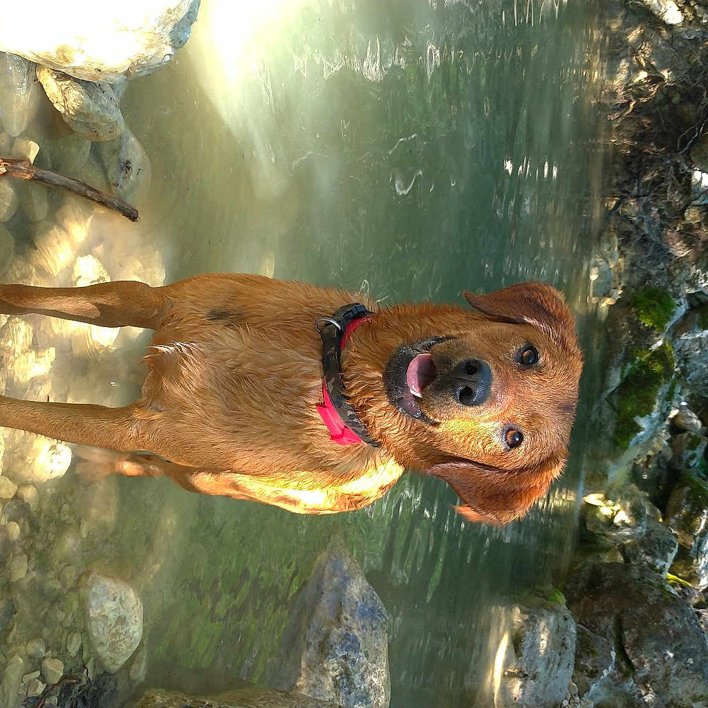 Pippa
