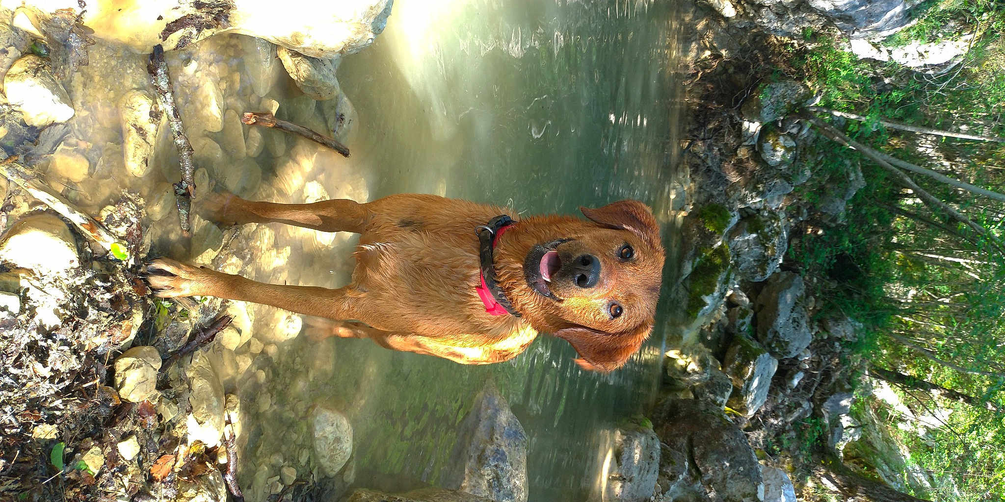 Pippa