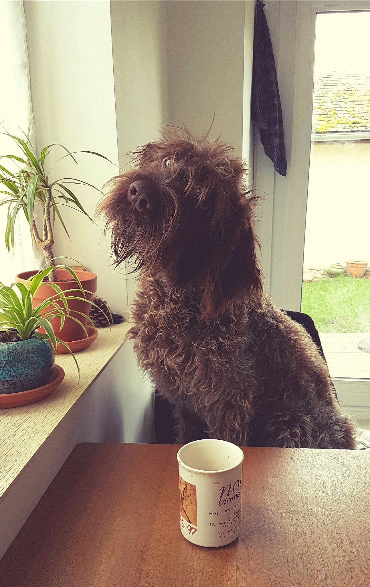 Pass-tou participe au concours pour gagner de l'argent avec cette photo : carnivore, chair, companion_dog, dog, dog_breed, drinkware, flag, floor, flooring, flowerpot, houseplant, liver, plant, serveware, table, tableware, tints_and_shades, toy_dog, window, wood