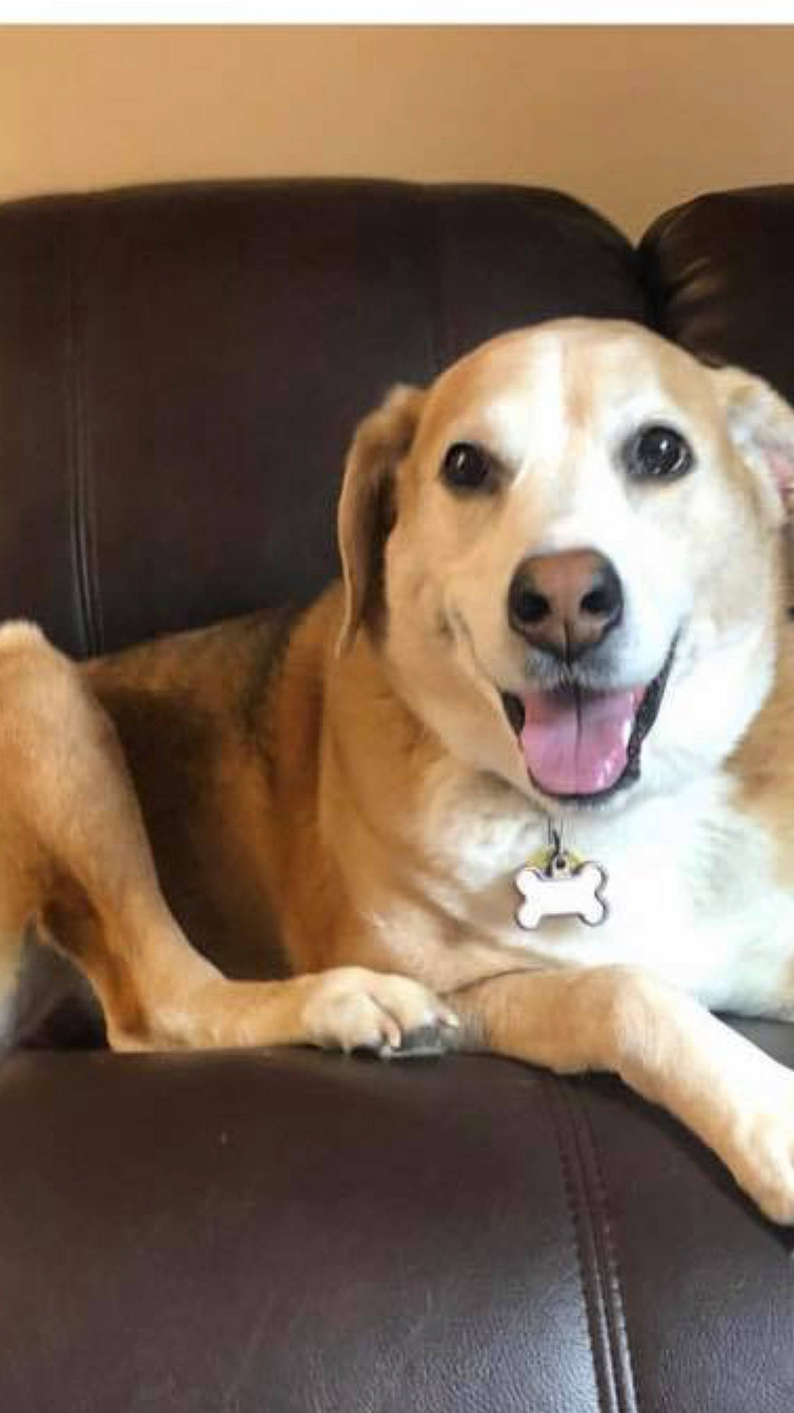 Latte joined the competition — help win amazing prizes! beagador, beagle, canidae, carnivore, companion_dog, dog, dog_breed, facial_expression, fawn, labrador_retriever, mammal, nose, puppy, puppy_love, rare_breed_dog, retriever, snout, sporting_group, vertebrate, whiskers