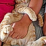Archymède a rejoint le concours — aidez-le/la à gagner de superbes lots ! cat, orange_tabby, sleeping, pet, animal, cute, relaxed, fur, paws, whiskers, human_arm, cuddle, nap, indoor, comfort, closeup, striped, domestic_cat, friendship, resting