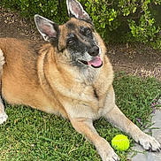 Baylee Rae is registered to the contest to win money with this photo: animal, canine, dog, ears, fur, garden, german_shepherd, grass, greenery, happy, laying_down, nature, outdoor, paw, pet, playful, smiling, stone_path, tennis_ball, tongue_out