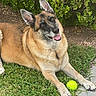 animal, canine, dog, ears, fur, garden, german_shepherd, grass, greenery, happy, laying_down, nature, outdoor, paw, pet, playful, smiling, stone_path, tennis_ball, tongue_out