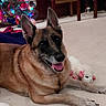 Baylee Rae is registered to the contest to win money with this photo: animal, canine, carpet, christmas_tree, cozy, decorations, dog, ears_up, festive, floor, furniture, german_shepherd, holiday_lights, home, indoor, pet, relaxed, smiling, stuffed_toy, tongue_out