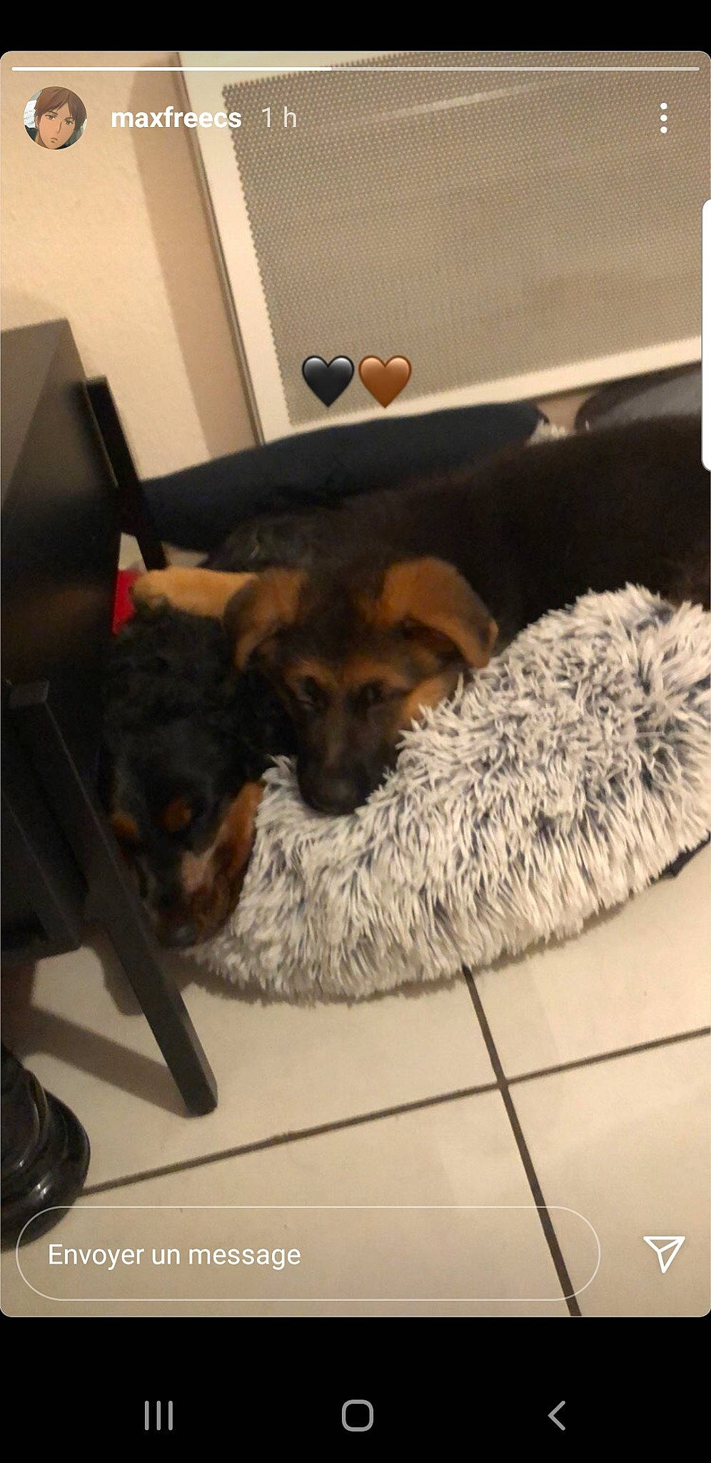 Ragnark participe au concours pour gagner de l'argent avec cette photo : carnivore, chair, comfort, companion_dog, couch, dog, dog_breed, dog_supply, fawn, flooring, fur, hardwood, linens, living_room, paw, room, small_to_medium_sized_cats, snout, whiskers, working_animal