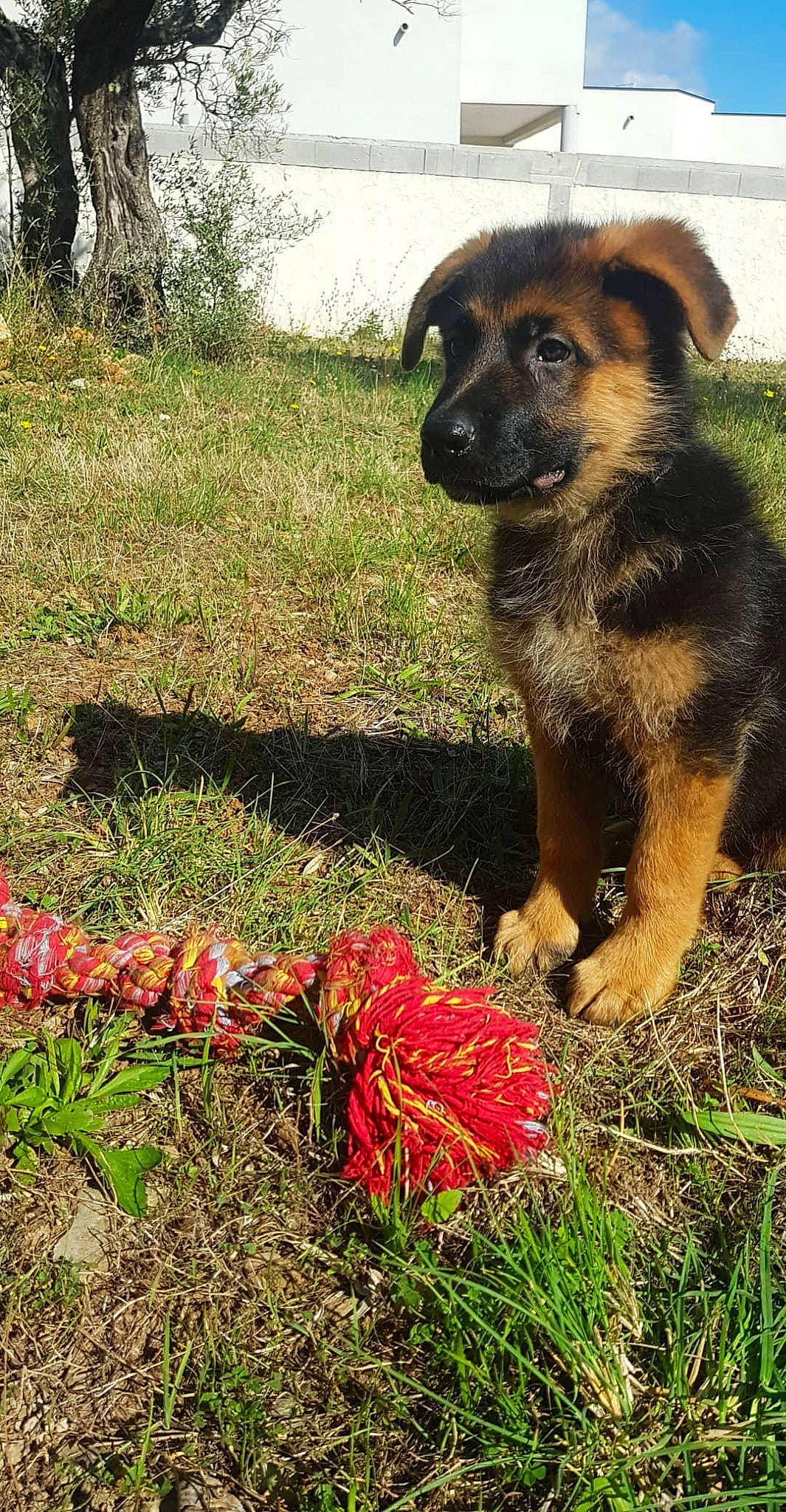 Ragnark participe au concours pour gagner de l'argent avec cette photo : canidae, carnivore, companion_dog, coquelicot, dog, dog_breed, grass, groundcover, plant, sporting_group, terrestrial_animal, working_animal, working_dog